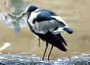 鳥類図鑑・シロクロゲリ 2